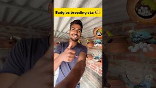 Budgies breeding start🥳 petlover minivlog budgiesfam pigeon kabutar kabootar birds [upl. by Eliseo432]