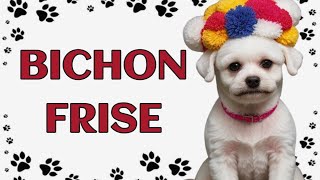 🐾 Bichon Frise The Cheerful and Charming Companion [upl. by Nylidnarb]