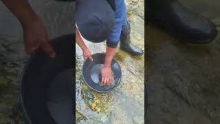 Panning for gold golprospecting gold goldmining [upl. by Elehcar]