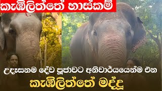 quotකැඹිලිත්තේ මද්දූquot උදේම එන්නේ දේව පූජාවට 🙏🐘❤ කැඹිලිත්තේ හාස්කම් elephante wildanimals [upl. by Yruam]