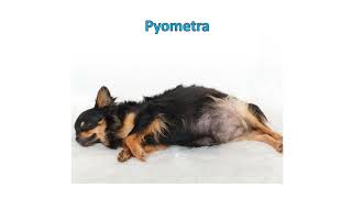 Pyometra  Causes Clinical signs symptoms Diagnosis Treatment Prognosis [upl. by Ytsirhc]