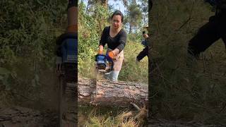 Thrilling logging chainsaw vs giant tree [upl. by Kele]