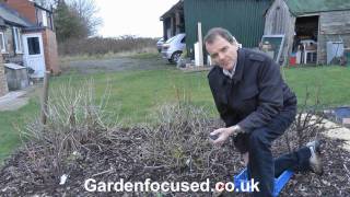 How to Prune Gooseberry Bushes [upl. by Sllew]