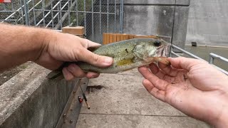 Dam fishing with minnows [upl. by Staci]