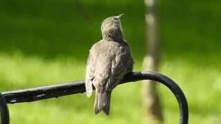 Young Common starling singing  Sturnus vulgaris [upl. by Tedra]