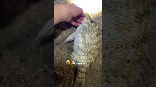 ماشاءالله 😍 fy fishing dolphine eatingshrimp follow travel seafood like shorts subscribe [upl. by Kenrick965]