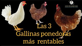 Las 3 mejores gallinas ponedoras más rentables para comenzar un negocio y generar ingresos [upl. by Neeron]