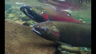 Satsop River Fishing Coho Salmon pt 2 [upl. by Theodoric]