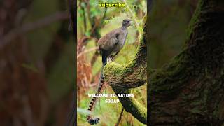 uncovering the secrets of austrilias master of mimic short lyrebird wildlife australianbirds [upl. by Fablan342]