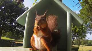 GoPro Red Squirrel  Isle Of Wight HD [upl. by Retsim738]