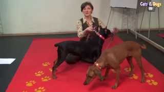 CatsampDogsTV  УДИВИТЕЛЬНЫЙ МИР СОБАК  НЕМЕЦКИЙ ПИНЧЕР  GERMAN PINSCHER DOG BREED [upl. by Sybille]