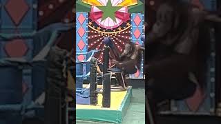 Orangutan Kick Boxing Show [upl. by Randene]