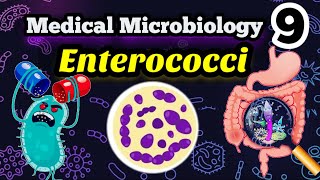 Gram positive Enterococci شرح بالعربي [upl. by Alastair965]