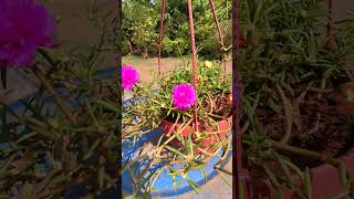 Portulaca grandiflora is a succulent flowering 🕊️ plant nature flowers portulaca garden views [upl. by Aljan]