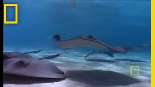 Stingray City  National Geographic [upl. by Heisser]