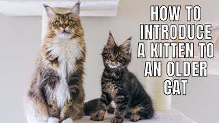 5 Tips on Introducing a Kitten to an Older Cat [upl. by Dodson506]