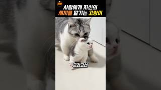 자신의 새끼를 맡기는 어미 고양이 [upl. by Elleined]