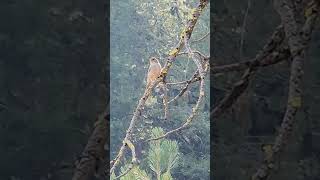 Chipping Sparrow Idaho nature idaho birds nationalforest trees forest [upl. by Hally]