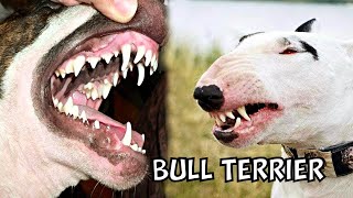 Bull Terriers 7 Things You Need to Know Before Getting One [upl. by Lathrope]