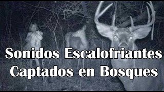 5 Sonidos Escalofriantes Captados en lo mas Profundo de los Bosques [upl. by Akira]