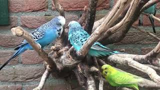 Engelsegrasparkieten parakeets budgies English budgerigars birds parkieten budgies [upl. by Kabob]