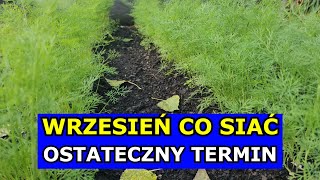 Wrzesień  Ostateczny Termin na Siewy tych Warzyw Co siać i sadzić we Wrześniu Kalendarz Ogrodnika [upl. by Ybloc]