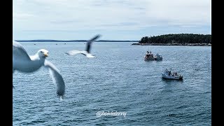 Lobster Boat Races Bass Harbor [upl. by Leonid]