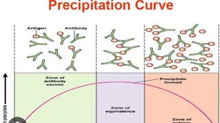 AntigenAntibody reactions  Precipitation Curve [upl. by Cohin477]