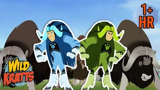 The Muskox Protective Circle  Wolf Attack  New Compilation  Wild Kratts [upl. by Tiertza]