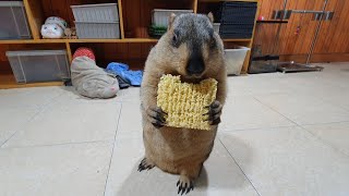 marmot eats instant noodles for the first time [upl. by Aleakcim]