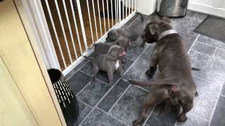 Blue Staffordshire Bull Terrier Puppy Play Fighting With Mum [upl. by Pernas]