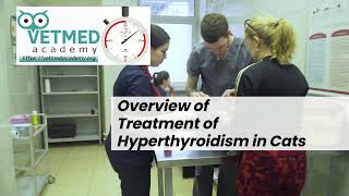 Overview of the Treatment of Hyperthyroidism in Cats [upl. by Htaeh285]