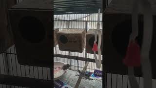 dance tamil finches finchlover youtubeshorts birds tamilsong music birds youtube song [upl. by Lesko388]