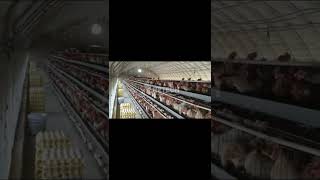 15000 layer chicken farm system  poultry equipment  egg hen house design  RETECH Farming [upl. by Whit]