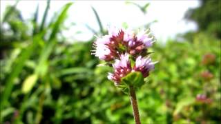 Oregano Origanum vulgare  20130823 [upl. by Allix]