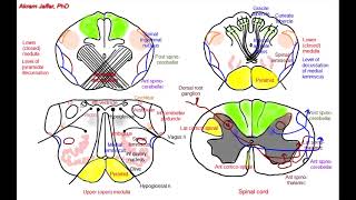 Medulla oblongata simplified sections of internal structure [upl. by Nehcterg]