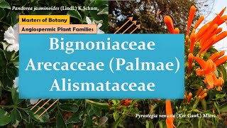 Bignoniaceae Arecaceae Palmae amp Alismataceae  Angiospermic Plant Families [upl. by Nalak454]