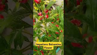 Red Impatiens Balsamina Flower 🥀🥀🥀flowers gardening balconygarden plantlover viralshorts [upl. by Cuthburt]