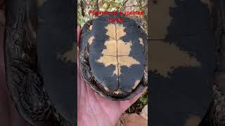 Plastron of a spotted turtle dayhikingandherpingdudes [upl. by Anaer]