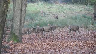 Hindes met kalveren in de bossen van het Eperholt  12112024 [upl. by Nyloj439]