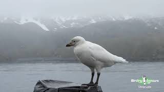 A Friendly Snowy Sheathbill Visits our Ship  Antarctica Birding Cruise Tour [upl. by Cott]