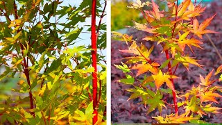 How to Plant Japanese Maples Easy Garden Guide [upl. by Elcarim580]