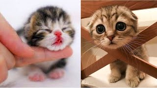 Funny Kittens and Cats Meowing Compilation 2021 New [upl. by Stan]