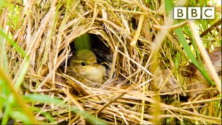 Live Springwatch Day 1 🌦 2021 🐣 BBC [upl. by Awram516]