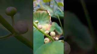 water rose big plant 4 sale Japonica water rose plants trendingshorts viralshorts waterplants [upl. by Adnouqal]