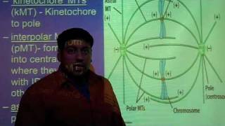 3 Types of Microtubules [upl. by Brant]