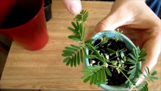 How To Grow Sensitive Plants from Seed [upl. by Perle]