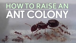 How To Raise An Ant Colony [upl. by Alcina]