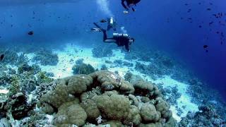 Diving Sharm el Sheik in HD [upl. by Asilet594]