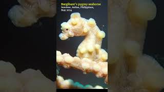 Bargibants pygmy seahorse anilao scubadiving [upl. by Elena696]